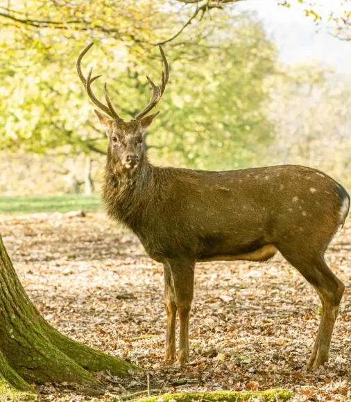 Sikawild Wildpark Ernstbrunn 14 Sikahirsch steht in auf einer mit Laub bedeckten Wiese in einem lichten Waldstück im Wildpark Ernstbrunn