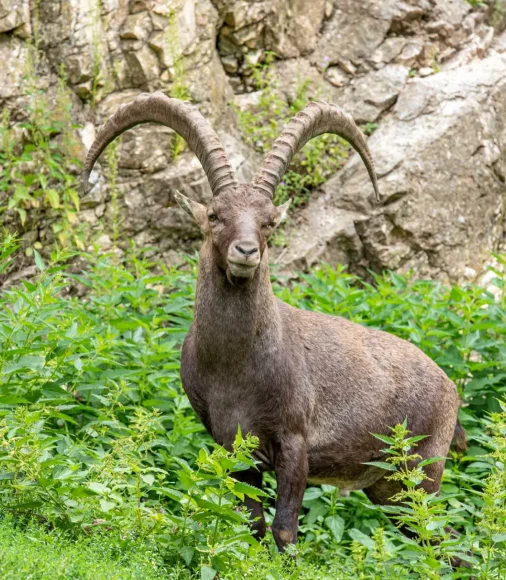 Steinbock Wildpark Ernstbrunn 004 Steinbock mit großen, gebogenen Hörnern vor Felswand und Grün.